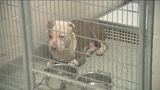 Akron woman attacked by 3 pitbulls is saved by strangers