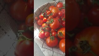 Tomatoes from The Allotment