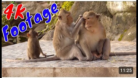 4k Quality Animal Fotage Monkey beautiful scane #