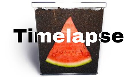 WATERMELON IN SOIL - Time Lapse [4K]