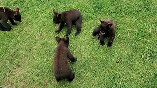 Black bear cubs playing