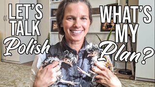 Let's Talk Polish/ What's My Plan?/ Funny Chickens!