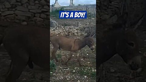 Killer Donkeys in the Caribbean 💀