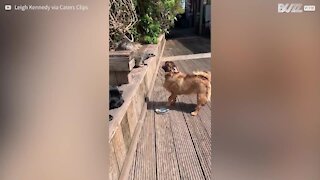 Suricate e cães se transformam em grandes amigos!