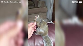 Adorable squirrel falls asleep in owner's hand