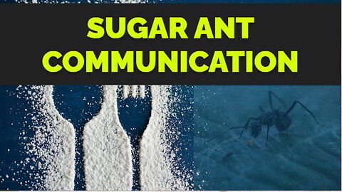 How Sugar Ant Communicate I Sugar Ant