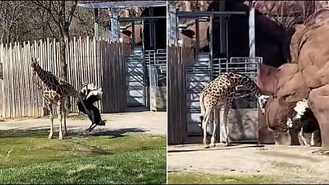 Hilarious moment giraffe KICKS ostrich to the ground after it tries to attack him