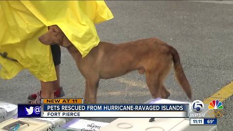 Big Dog Ranch helps rescue pets from hurricane-ravaged Caribbean islands