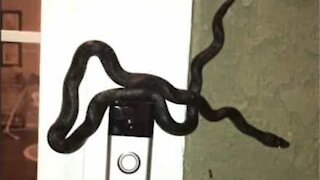 Snake rings door bell and scares homeowners