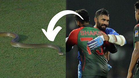 Hilarious Snake Interruption in LPL 2023! Dinesh Karthik Mocks Bangladesh with Naagin Jibe