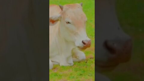 Can cow can swim,#shorts#,#cow swimming#,#animallove#, #cow#