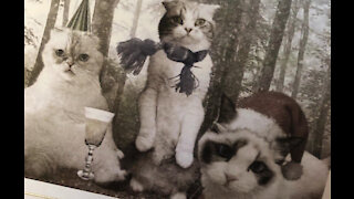 Taylor Swift's purrfect Christmas cards!