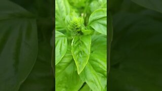 Beautiful aquaponic basil #shorts