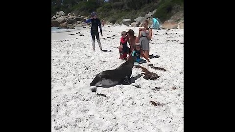 Incredible close-up encounter with friendly seal