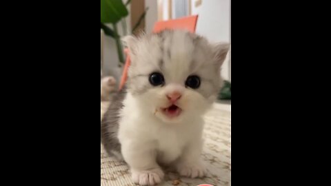 Small Cute Cats series compilation