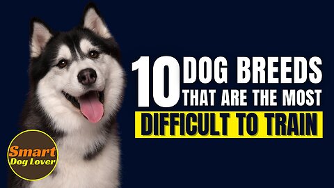 Top 10 Dog Breeds That Are The Most Difficult to Train| Dog Training Tips