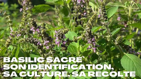 Basilic Sacré 🌱 son Identification, sa récolte et sa culture #plantesmedicinales #herboristerie