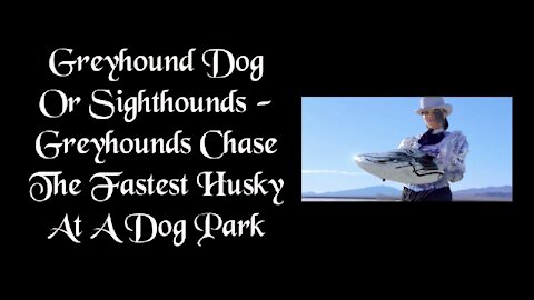 Greyhound Dog-Greyhounds Chase The Fastest Husky At A Dog Park
