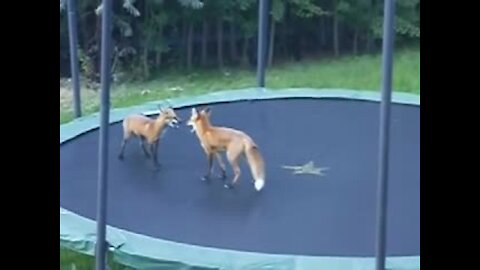 Wild Foxes Try Out John Lewis’s Christmas Advertisement And Bounce On A Trampoline