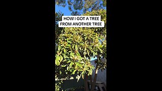 loquat tree