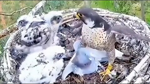 A mother falcon caught a pigeon to feed her young