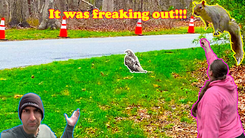 A HAWK Was Hunting | Squirrel Freak Out