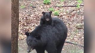 Bear Cub Gets A Piggyback Ride