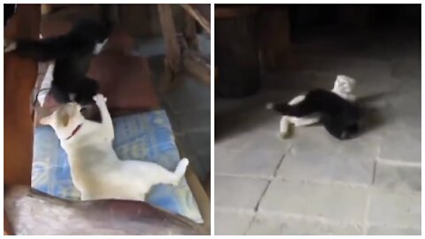 Cute Cats and Gibbons are Playing and Fighting among themselves.