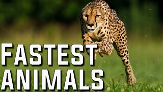 Top Fastest Animals in the World