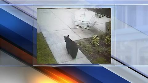 Bear spotted on Florida campus