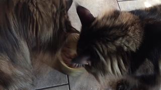 "Kitten VERY Protective of Her Food"