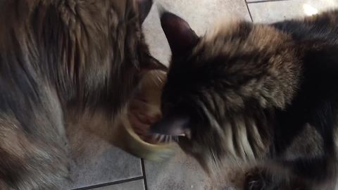 "Kitten VERY Protective of Her Food"