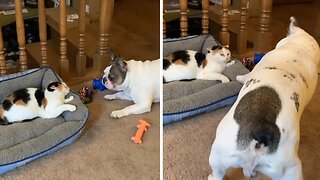 Frenchie Tries To Befriend A Grumpy Cat