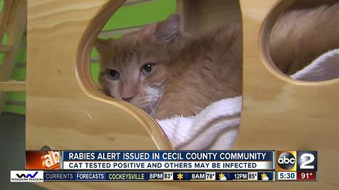 Rabies alert issued in Cecil County community