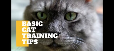 Basic Cat Training Tips