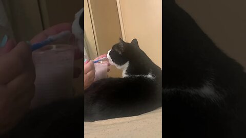 Cat and Human Connection