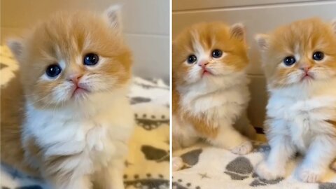 Super Cute Funny Kitten cat Videos Compilation