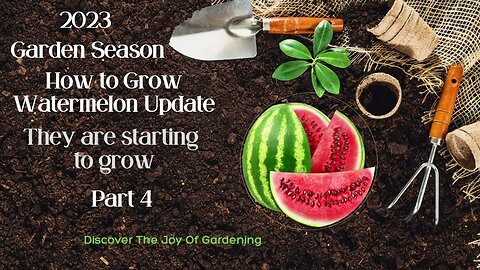 How to Grow Watermelon update 6 27