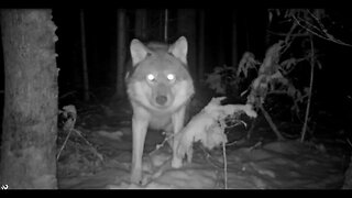 Trail Cam Adventure - Into November