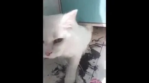Funniest Cats Videos That Will Make You Laugh 3😂 Best Funny Cats Videos Of 2023 😅😹