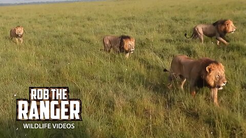 Rival Territorial Lion Coalitions Meet Near A Buffalo Meal | Maasai Mara Safari | Zebra Plains