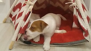 Puppy kisses sister goodbye before being adopted