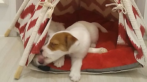 Puppy kisses sister goodbye before being adopted