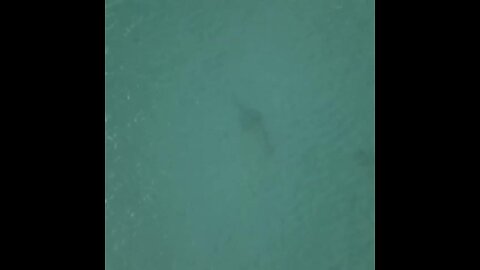 Drone captures images of marine life at Fort Pierce Inlet