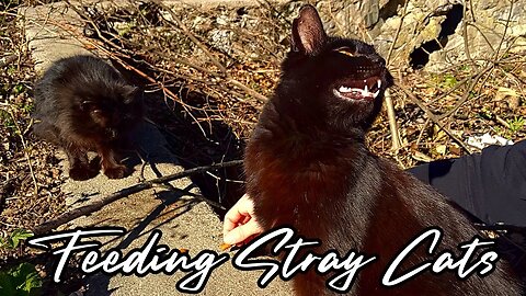 Feeding Stray Cats - A Culinary Cat Crusade - Feeding Feral Cats