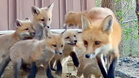 Fox Cubs Greet Their Mom & Start Nursing