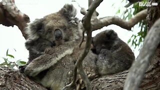 Raro filmato di koala gemelli