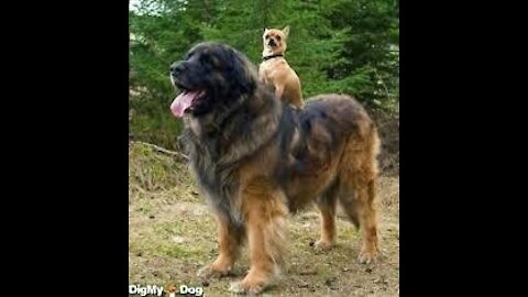 Biggest Dog In This World | world big dog 🐶