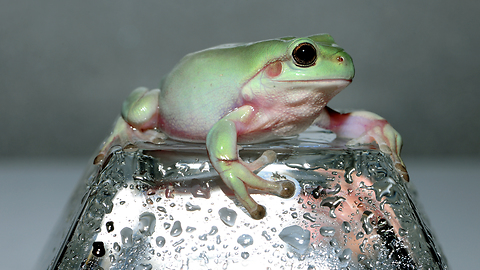Whitetree Frog