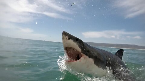 12 Foot Tiger Shark Punched by Surfer in Attack